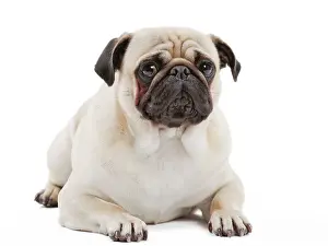 Mops: Dog Pug