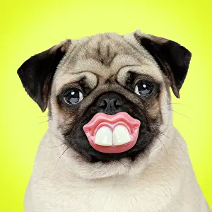 Dummies: Dog Pug