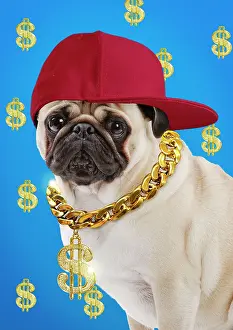 Wealthy: Dog Pug