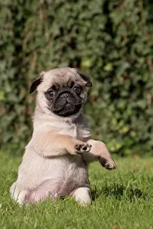 Yoga: Dog Pug