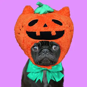 Packaging: Dog - Pug 6 month old puppy wearing Halloween
