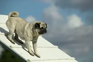 Obedience: Dog - pug on agility course