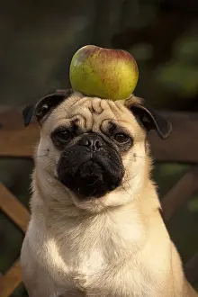 Tricks: DOG. Pug with an apple on its head