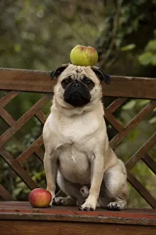 Tricks: DOG. Pug with an apple on its head