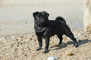 Pugs: Dog Pug on the beach