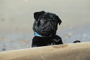 Pugs: Dog Pug on the beach