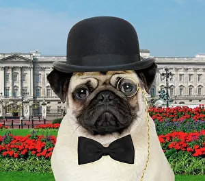 Fancy: DOG - pug - business man