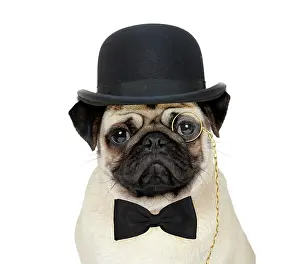 Gent: Dog