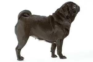 Carlin: Dog - Pug / Carlin / Mops