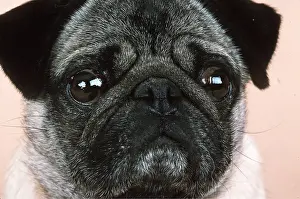 Pugs: DOG - pug, close-up of face