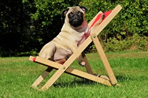 Deckchairs: DOG. Pug in a deck chair