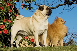 Nain: Dog - Pug with Dwarf Spitz / Pomeranian. Also know