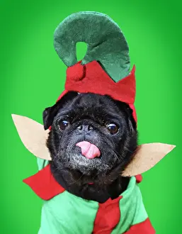 Pugs: Dog