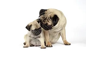 Pugs: DOG. PUG ( fawn ) with 7 week old puppy