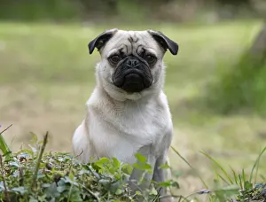 280618: DOG. Pug in a garden