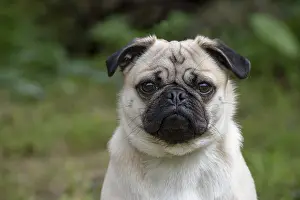 280618: DOG. Pug in a garden
