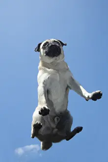 310818: DOG. Pug on glass taken from below