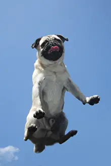 310818: DOG. Pug on glass taken from below
