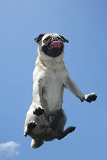 310818: DOG. Pug on glass taken from below