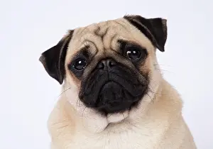 Tonge: DOG. Pug head and shoulders tonge out