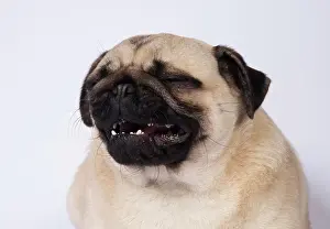 Tonge: DOG. Pug head and shoulders tonge out