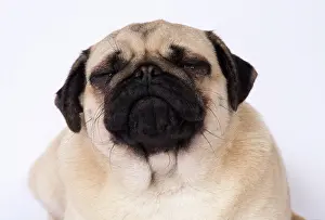 Tonge: DOG. Pug head and shoulders tonge out
