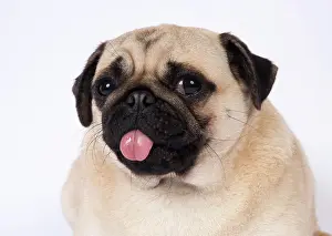 Pugs: DOG. Pug head and shoulders tonge out