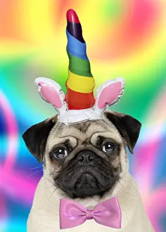 040718: DOG, pug, inflatable unicorn horn and bow tie