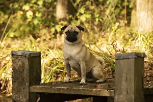100119: DOG. Pug, on a jetty in autumn colours