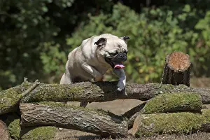 310818: DOG. Pug jumping over logs