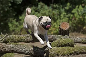 Panting: DOG. Pug jumping over logs