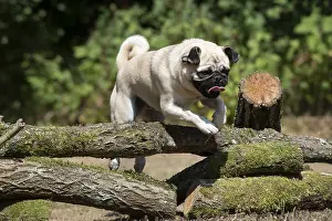 Pugs: DOG. Pug jumping over logs