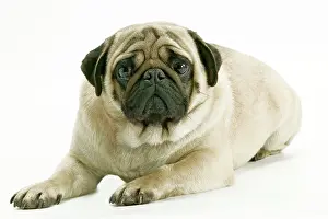 Carlin: Dog - Pug. Also know as Carlin or Mops