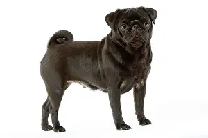 Carlin: Dog - Pug. Also known as Carlin or Mops