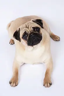 Cocked: DOG. Pug, laying down looking up