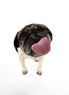 Screen: DOG. Pug licking the screen