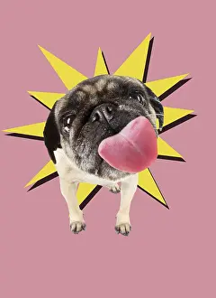 Distorted: Dog Pug licking the screen. Digital Manipulation