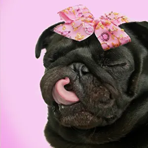 Lips: Dog - Pug - licking - wearing pink bow Digital