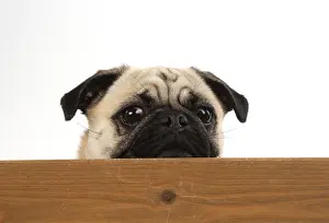 310818: DOG. Pug looking over wood
