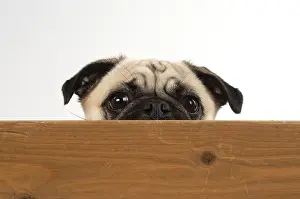 310818: DOG. Pug looking over wood