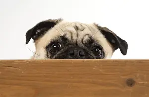 310818: DOG. Pug looking over wood