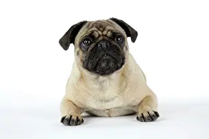 Worried: DOG. Pug lying down