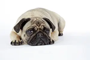 Worried: DOG. Pug lying down