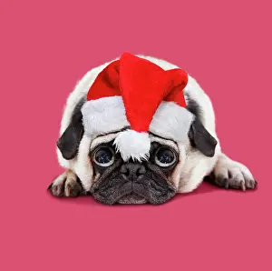 281217: Dog. Pug. lying down wearing Christmas hat