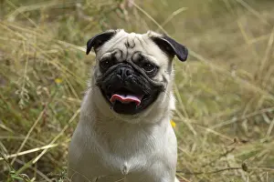 310818: DOG. Pug in meadow