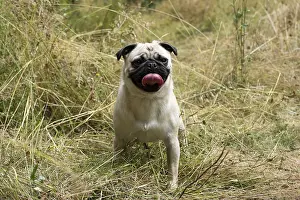 Pugs: DOG. Pug in meadow