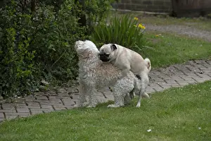 Cavapoo: DOG. Pug mounting a Cavapoo