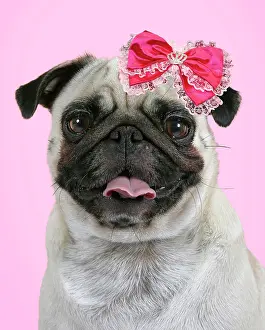 Bows: Dog - Pug mouth open wearing pink bow Digital