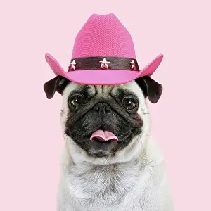 100817: Dog - Pug mouth open wearing pink cowboy hat