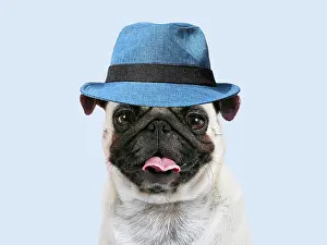 Panting: Dog - Pug mouth open wearing pink cowboy hat